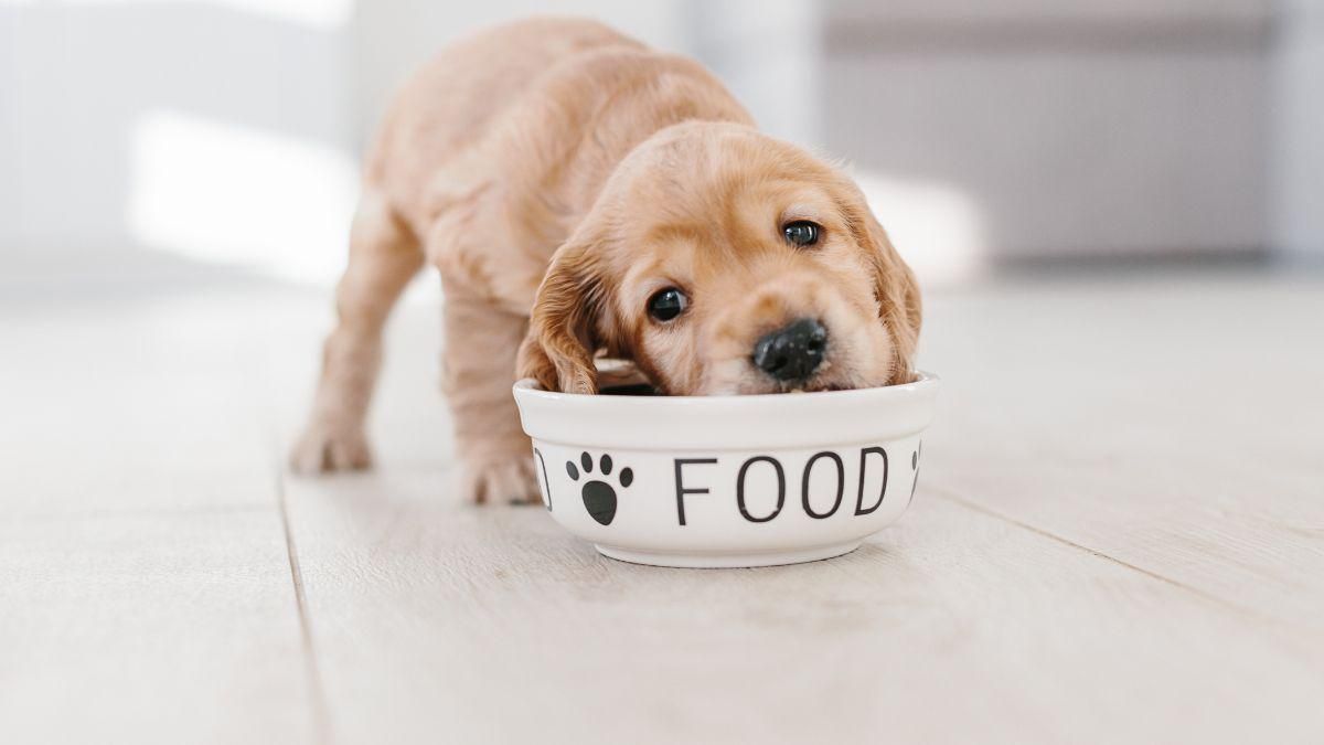 Dog food untuk golden retriever discount